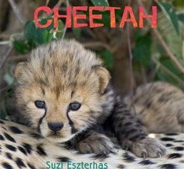 Lincoln Frances: Cheetah [2012] hardback Online now